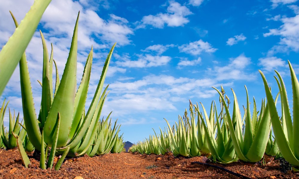 Discover the soothing benefits of aloe vera in skincare.