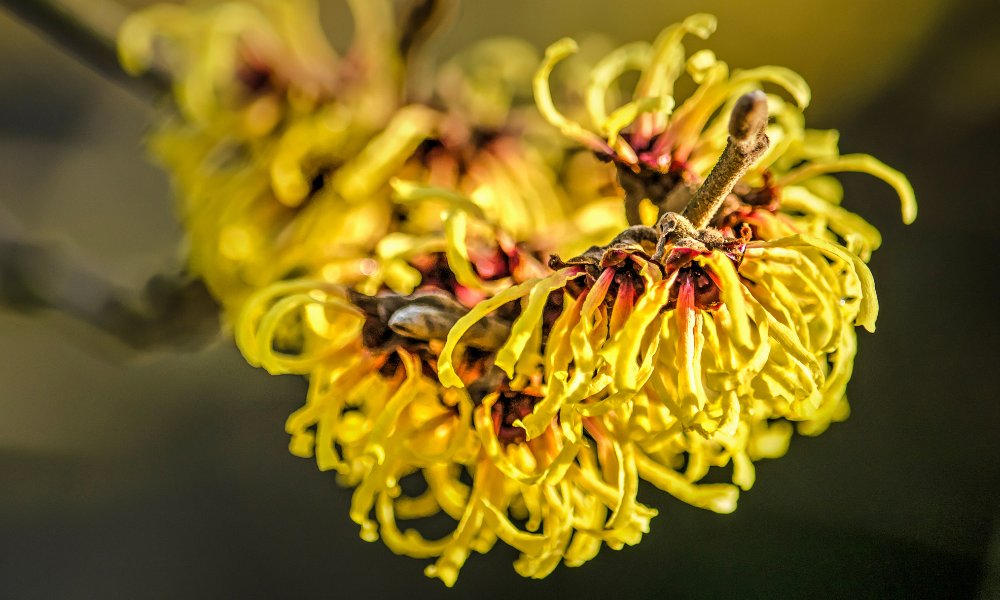 Refresh your skin with witch hazel-infused products for soothing hydration and balance.