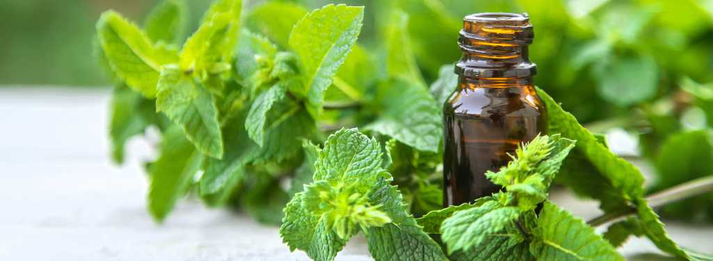 MLHS MSlider DT 1024X375