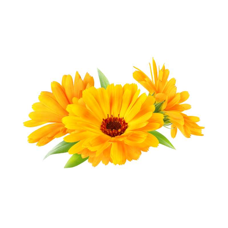 Calendula Flower