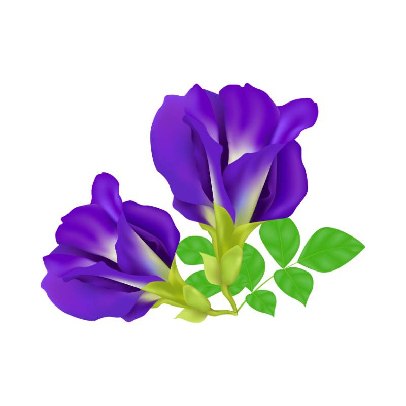 Butterfly pea