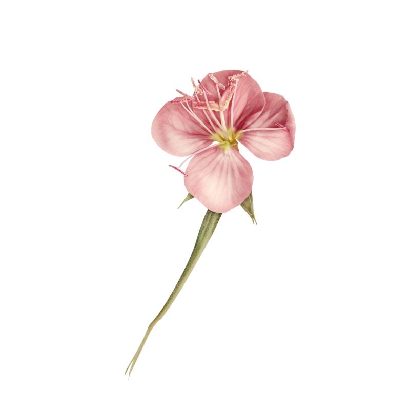 Primrose oil