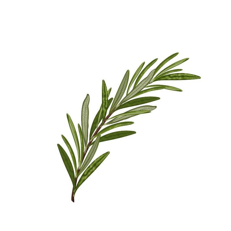 Rosemary extract