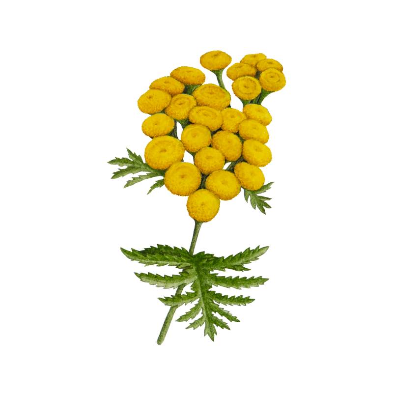 Myrrh oil